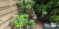 Rhododendron umsetzen