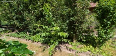 Pfirsichbaum umsetzen