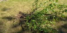 Pfirsichbaum umsetzen