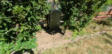 Pfirsichbaum umsetzen