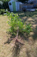Pfirsichbaum umsetzen