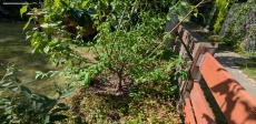 Pfirsichbaum umsetzen