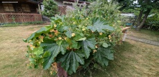 Hochbeet außer Kontrolle und Riesenzucchini