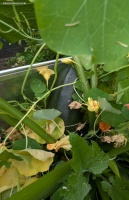 Hochbeet außer Kontrolle und Riesenzucchini