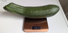 Hochbeet außer Kontrolle und Riesenzucchini