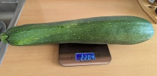 Hochbeet außer Kontrolle und Riesenzucchini