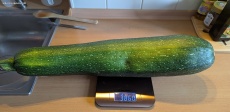 Hochbeet außer Kontrolle und Riesenzucchini