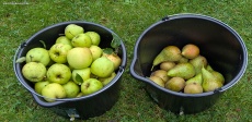 Äpfel und Birnen aus dem Garten konservieren